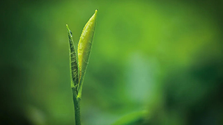 這片樹葉，改變了世界！